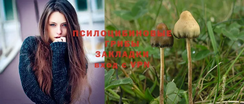 кракен рабочий сайт  Лодейное Поле  Псилоцибиновые грибы Cubensis 